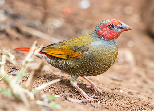 Orange-winged Pytilia male